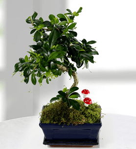 ficus-bonsai