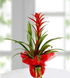 guzmania